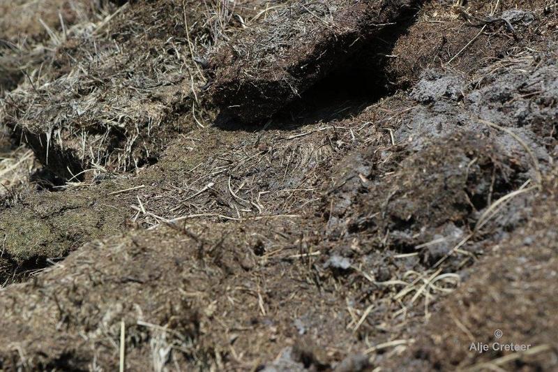 Peelexcursie Fotografie 18 April 2018   28.jpg - Peel excursie 2018