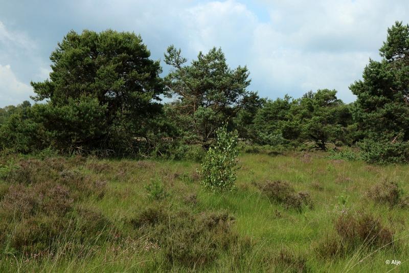 klein_0H0A6442-001.JPG - Cartierheide juli 2019