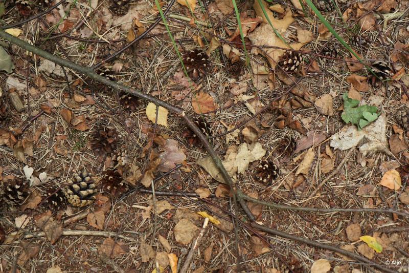 bdDroogte in Brabant 2019 01.JPG - Droogte in Brabant