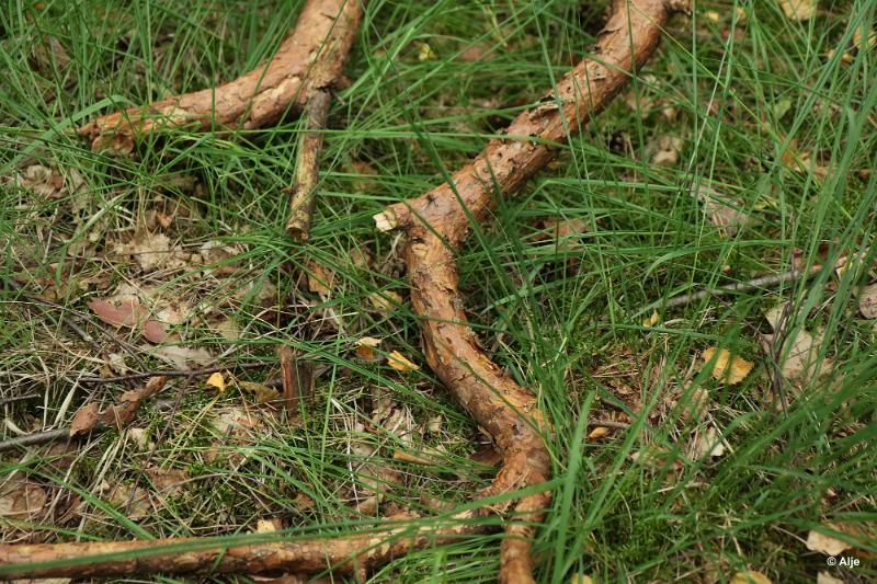 bdDroogte in Brabant 2019 04.JPG - Droogte in Brabant