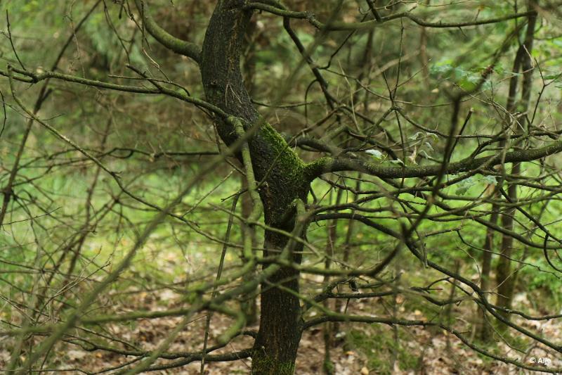 bdDroogte in Brabant 2019 07.JPG - Droogte in Brabant