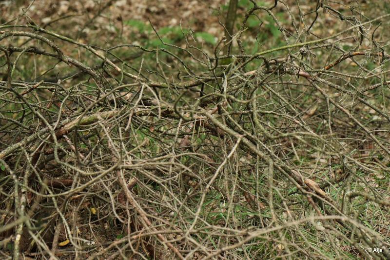 bdDroogte in Brabant 2019 08.JPG - Droogte in Brabant