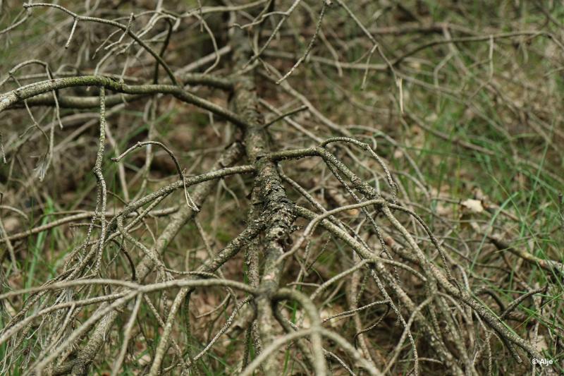 bdDroogte in Brabant 2019 10.JPG - Droogte in Brabant