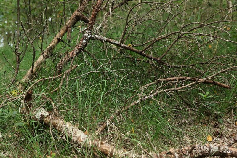 bdDroogte in Brabant 2019 12.JPG - Droogte in Brabant