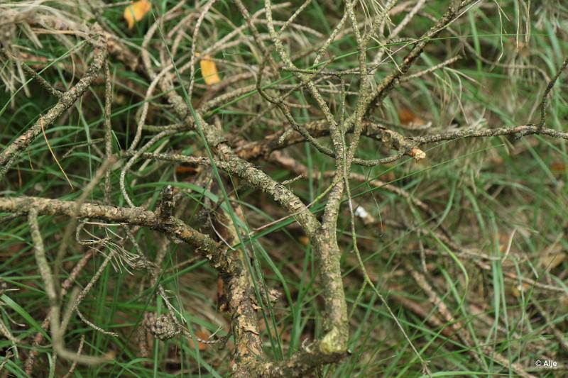 bdDroogte in Brabant 2019 13.JPG - Droogte in Brabant