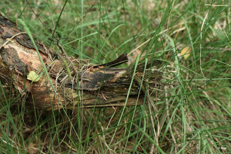 bdDroogte in Brabant 2019 19.JPG - Droogte in Brabant