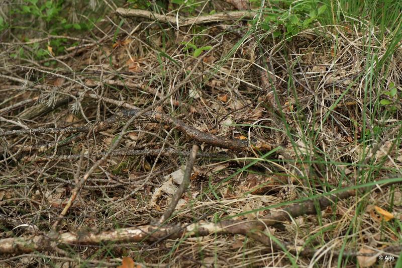 bdDroogte in Brabant 2019 21.JPG - Droogte in Brabant