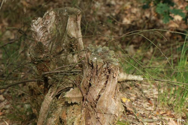 bdDroogte in Brabant 2019 25.JPG - Droogte in Brabant