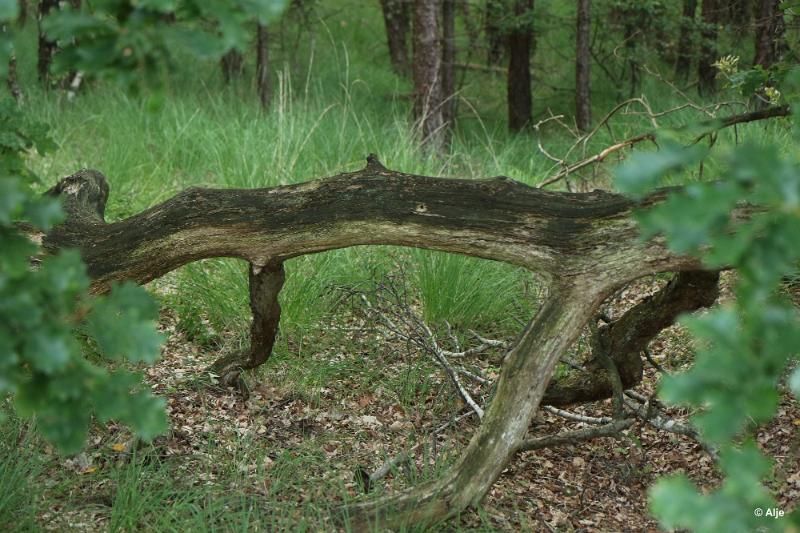 bdDroogte in Brabant 2019 26.JPG - Droogte in Brabant
