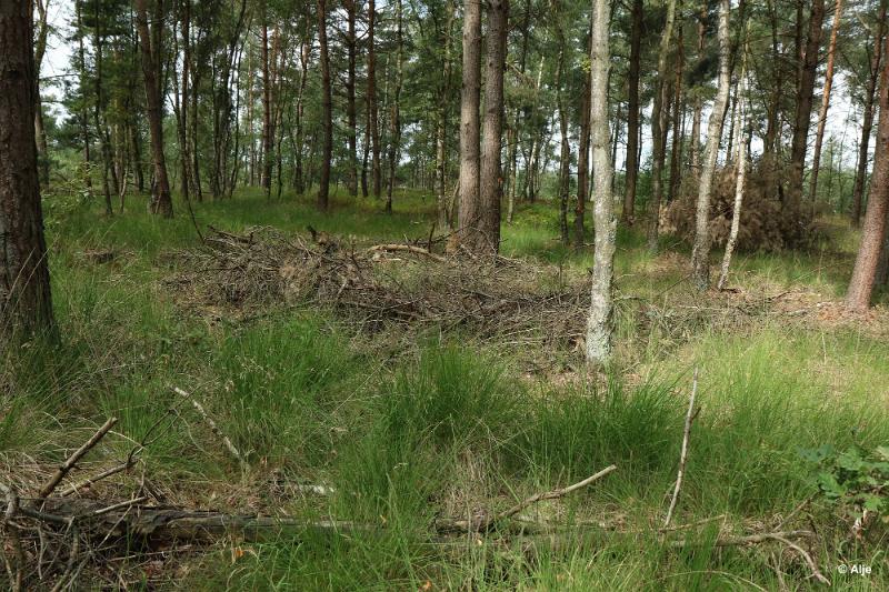bdDroogte in Brabant 2019 29.JPG - Droogte in Brabant