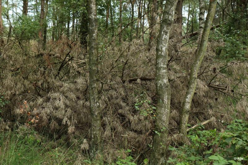 bdDroogte in Brabant 2019 32.JPG - Droogte in Brabant