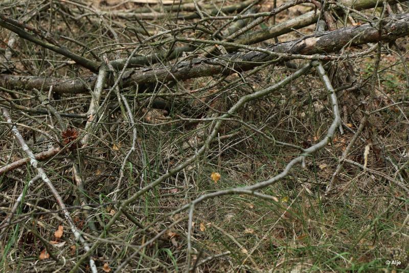 bdDroogte in Brabant 2019 36.JPG - Droogte in Brabant