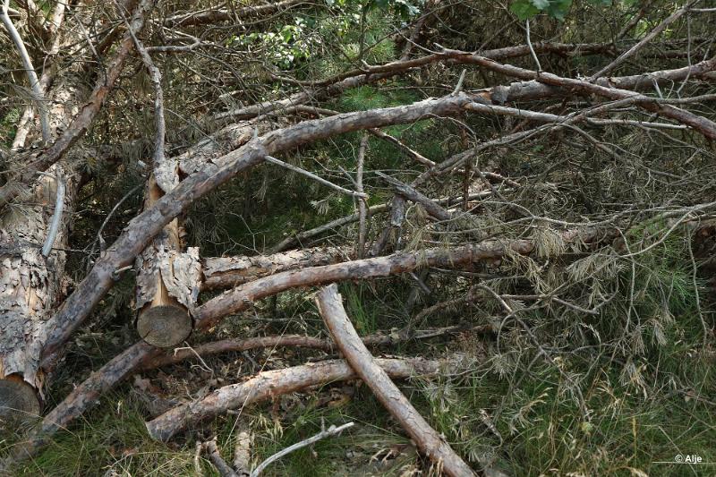 bdDroogte in Brabant 2019 37.JPG - Droogte in Brabant