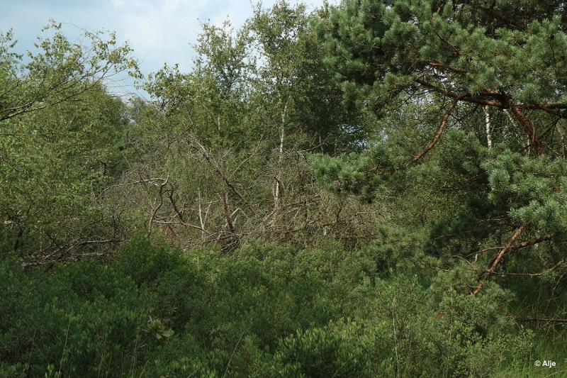 bdDroogte in Brabant 2019 40.JPG - Droogte in Brabant