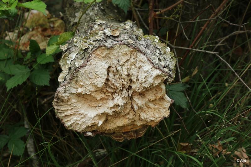 bdDroogte in Brabant 2019 43.JPG - Droogte in Brabant