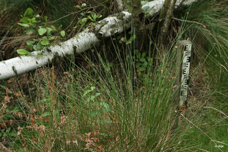 bdDroogte in Brabant 2019 44.JPG - Droogte in Brabant