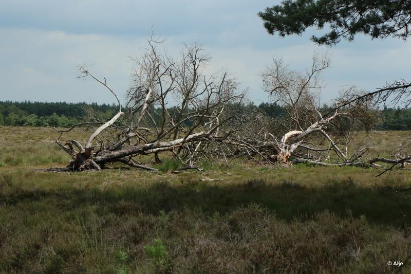 bdDroogte in Brabant 2019 49.JPG - Droogte in Brabant