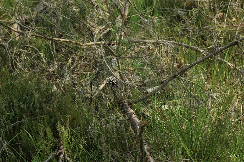 bdDroogte in Brabant 2019 50.JPG - Droogte in Brabant