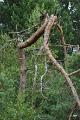 bdDroogte in Brabant 2019 27
