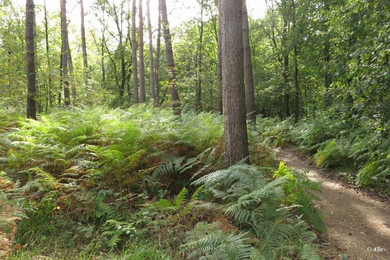 bdwandeling Leudal  10.JPG - Leudal 2019