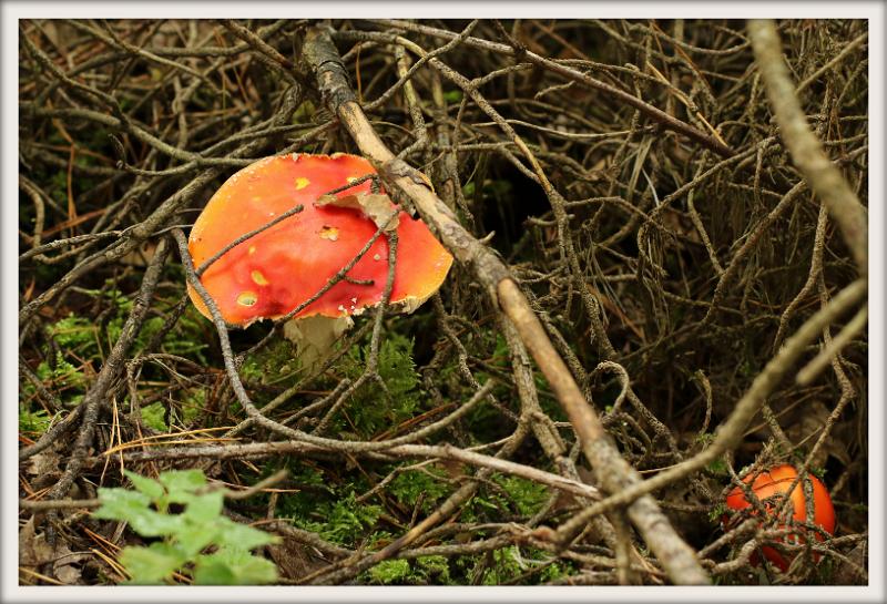 0H0A0041-001.JPG - Paddenstoelen 2019