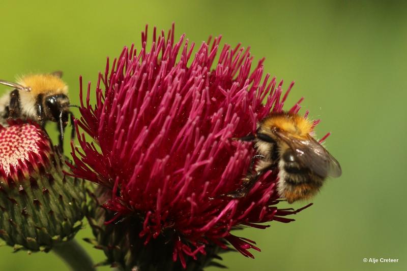 bdTuin aan de Boord dichtbij 26.JPG - Tuin aan de boord 2019