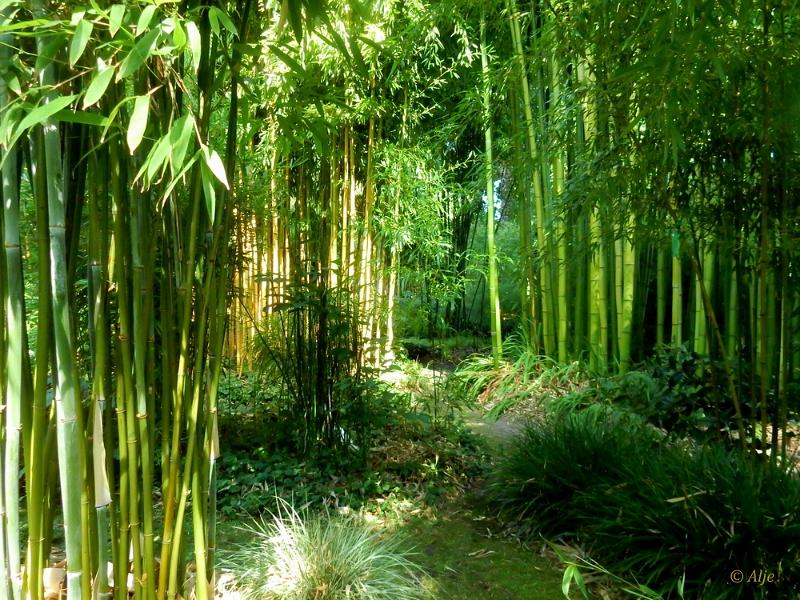 bdBamboetuin 22.JPG - Bamboetuin 2022