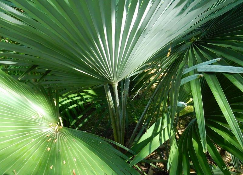 bdBamboetuin 26.JPG - Bamboetuin 2022