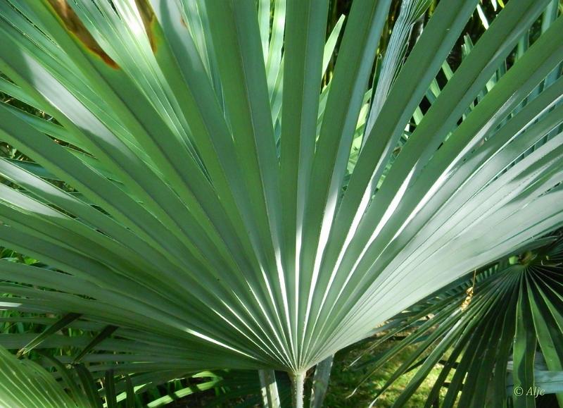 bdBamboetuin 27.JPG - Bamboetuin 2022