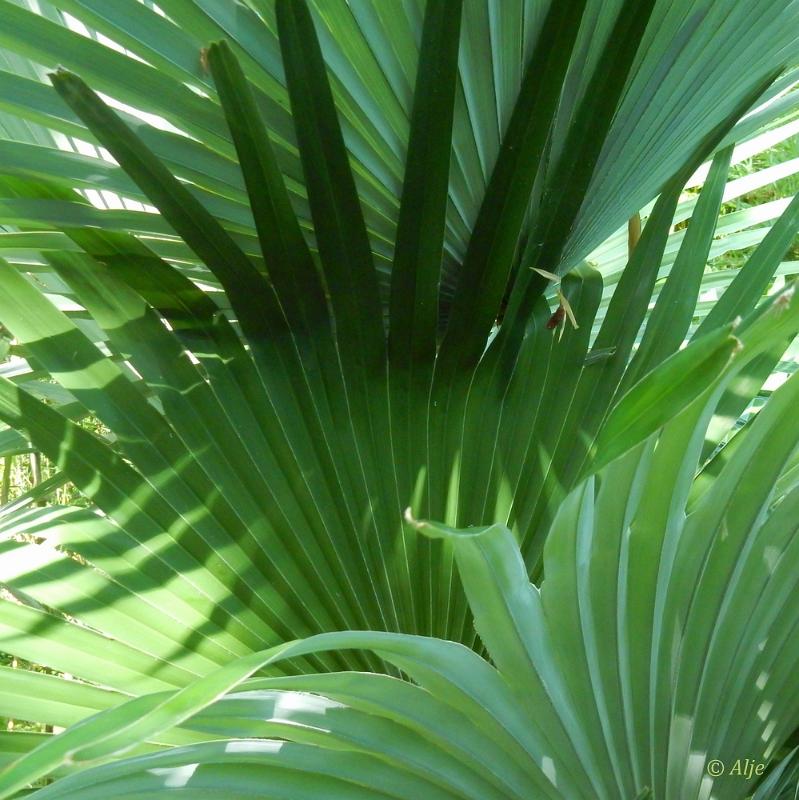 bdBamboetuin 30.JPG - Bamboetuin 2022