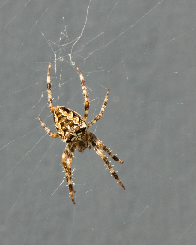 bdketting 14-008.JPG - Tini motivatie : Spinnenweb hoort bij een  spin