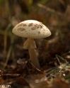 paddenstoelen (1 van 31)