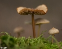 paddenstoelen (10 van 31)