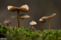 paddenstoelen (11 van 31)