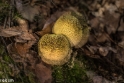 paddenstoelen (15 van 31)
