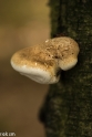 paddenstoelen (16 van 31)