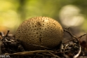 paddenstoelen (19 van 31)