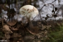 paddenstoelen (2 van 31)