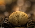 paddenstoelen (20 van 31)