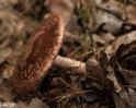 paddenstoelen (21 van 31)