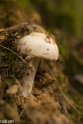 paddenstoelen (24 van 31)