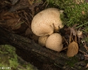paddenstoelen (25 van 31)