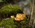 paddenstoelen (26 van 31)