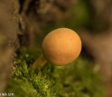 paddenstoelen (27 van 31)