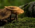 paddenstoelen (28 van 31)