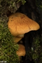 paddenstoelen (29 van 31)
