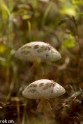 paddenstoelen (3 van 31)