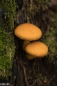 paddenstoelen (30 van 31)