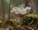 paddenstoelen (4 van 31)