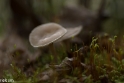 paddenstoelen (5 van 31)